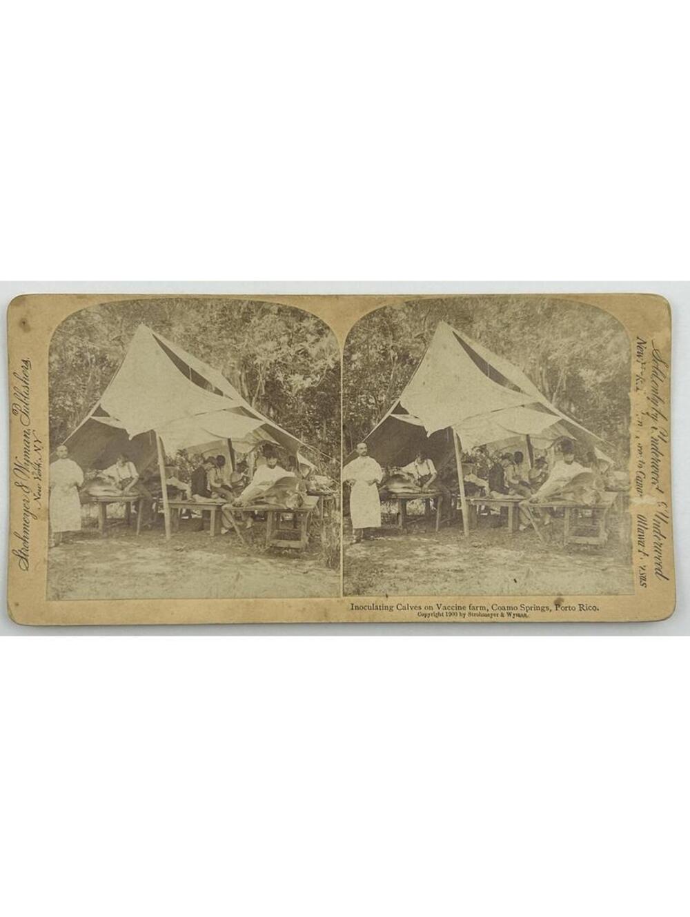 1900 Puerto Rico Stereoview Smallpox Vaccine Farm Inoculating Calves Coamo L-2